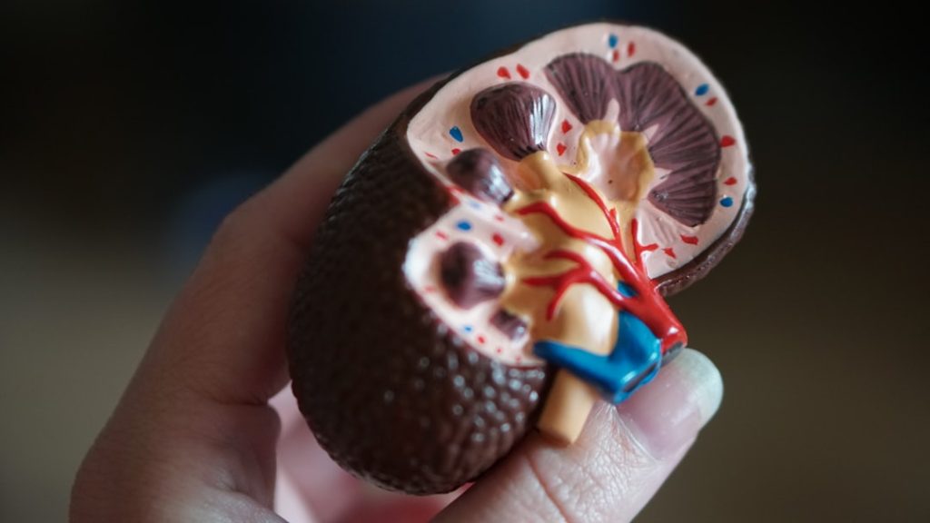 kidney-scale-model-in-hand-srxcfkjahgk